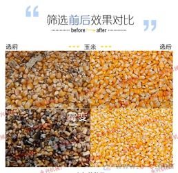 精准筛选，粮安天下 永兴机械铸就粮食分选新标杆